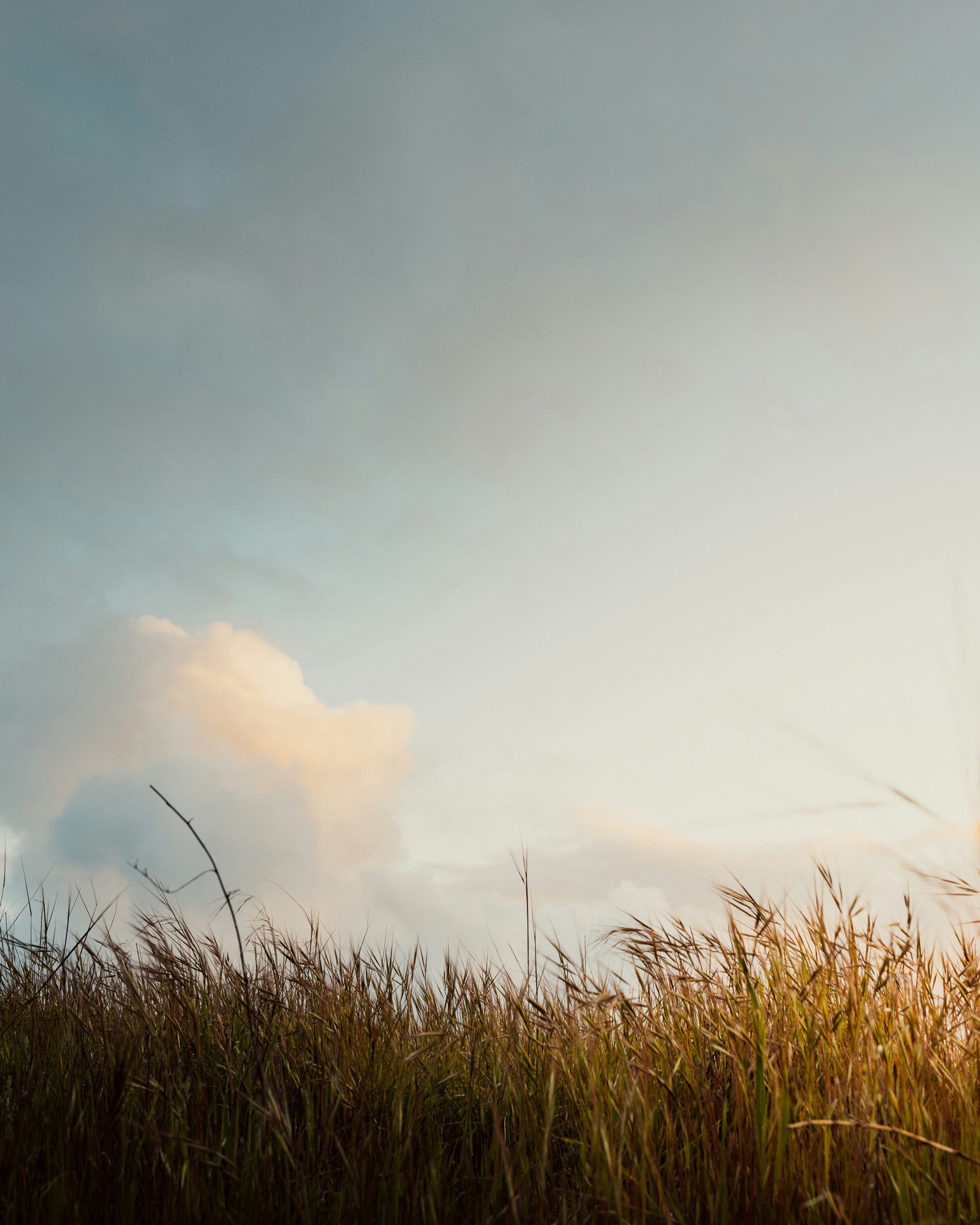 Sussex scenery with long grass swaying in the wind